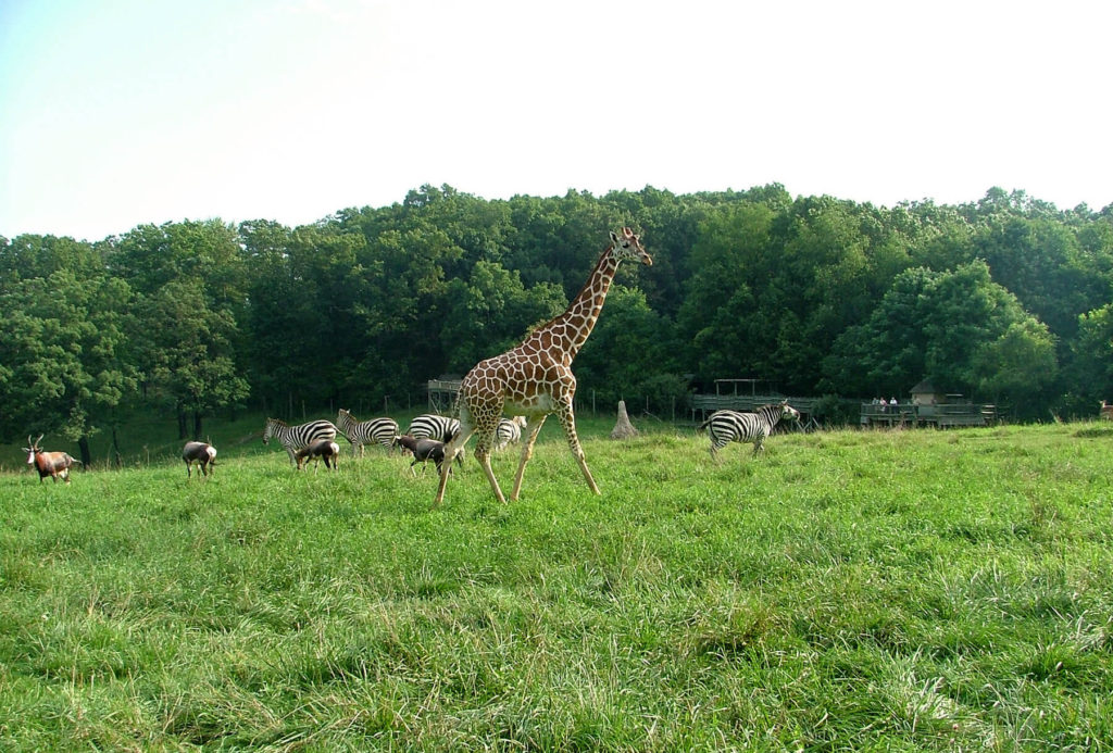 Learn Binder Park Zoo
