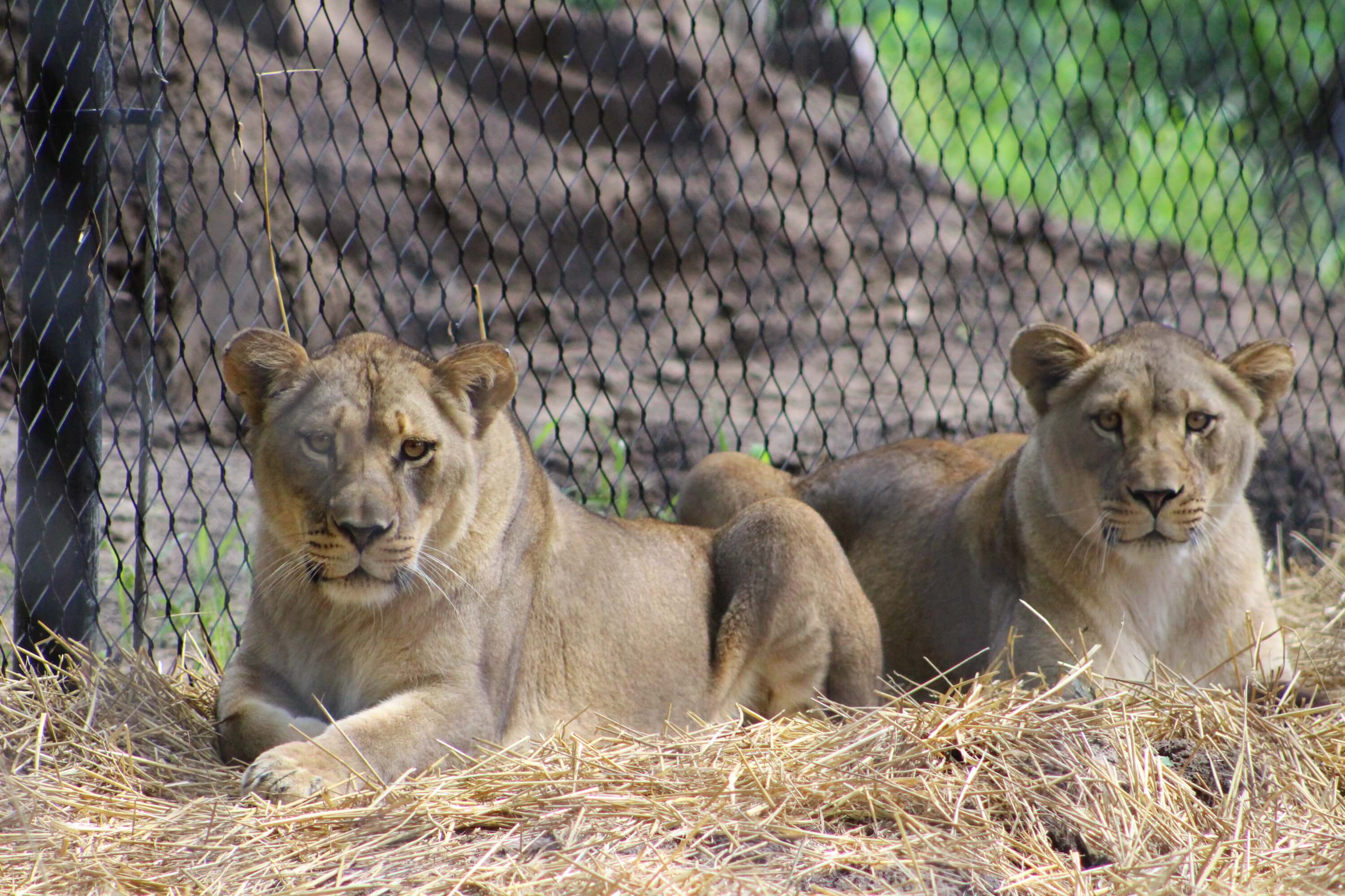 Zoo cab. Carnivores.