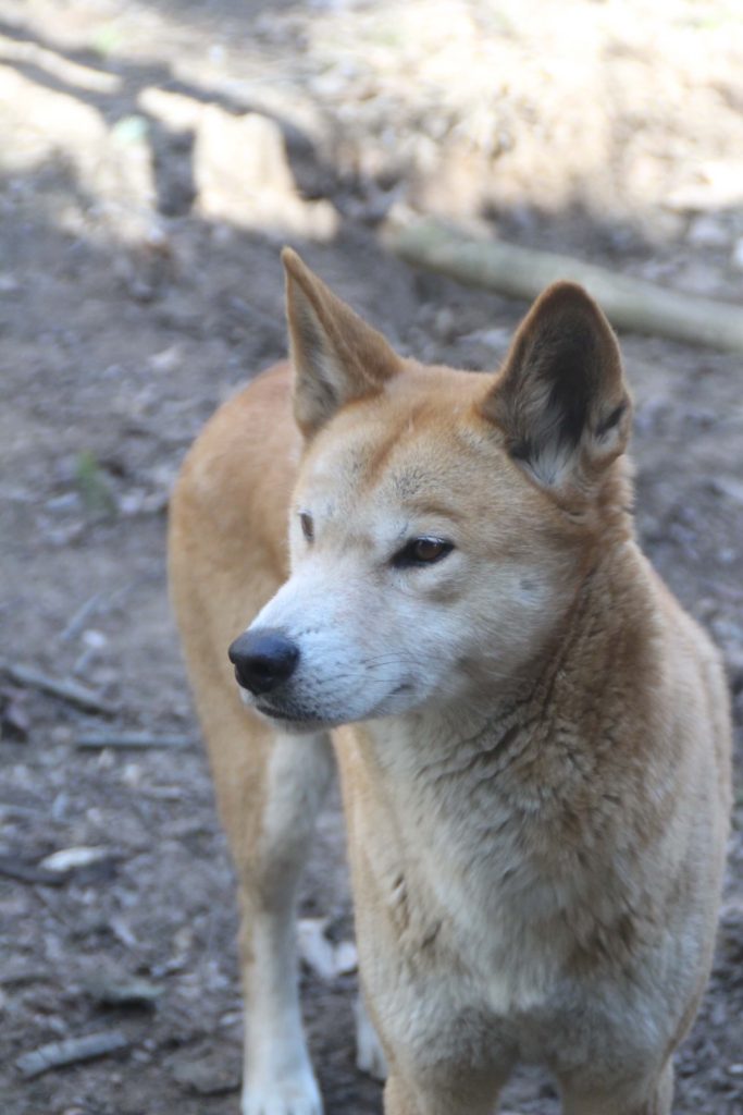 Australian Dingo - Binder Park Zoo
