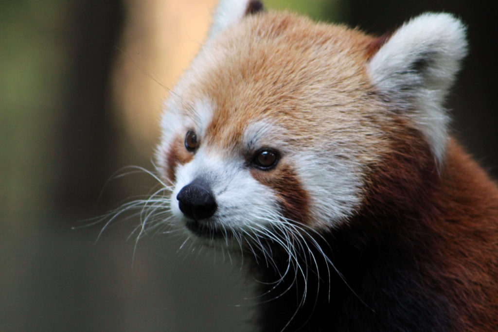 Red Panda - Binder Park Zoo