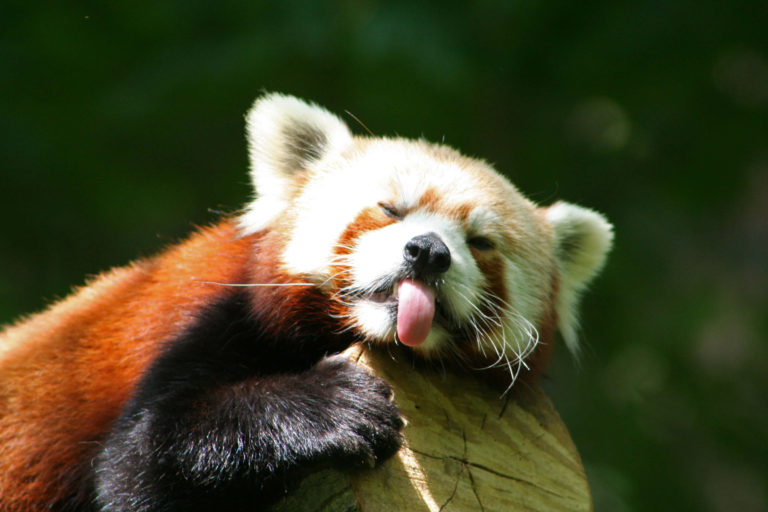 Chinese Red Panda - Binder Park Zoo