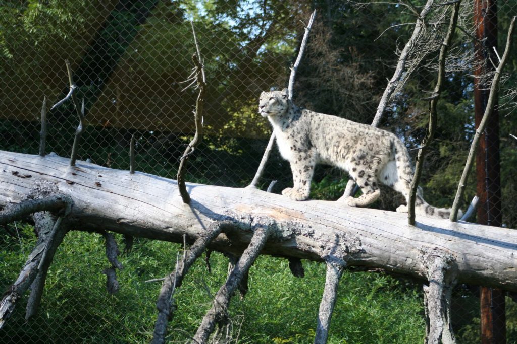 Snow Leopard – Toronto Zoo Wildlife Conservancy Adopt An Animal