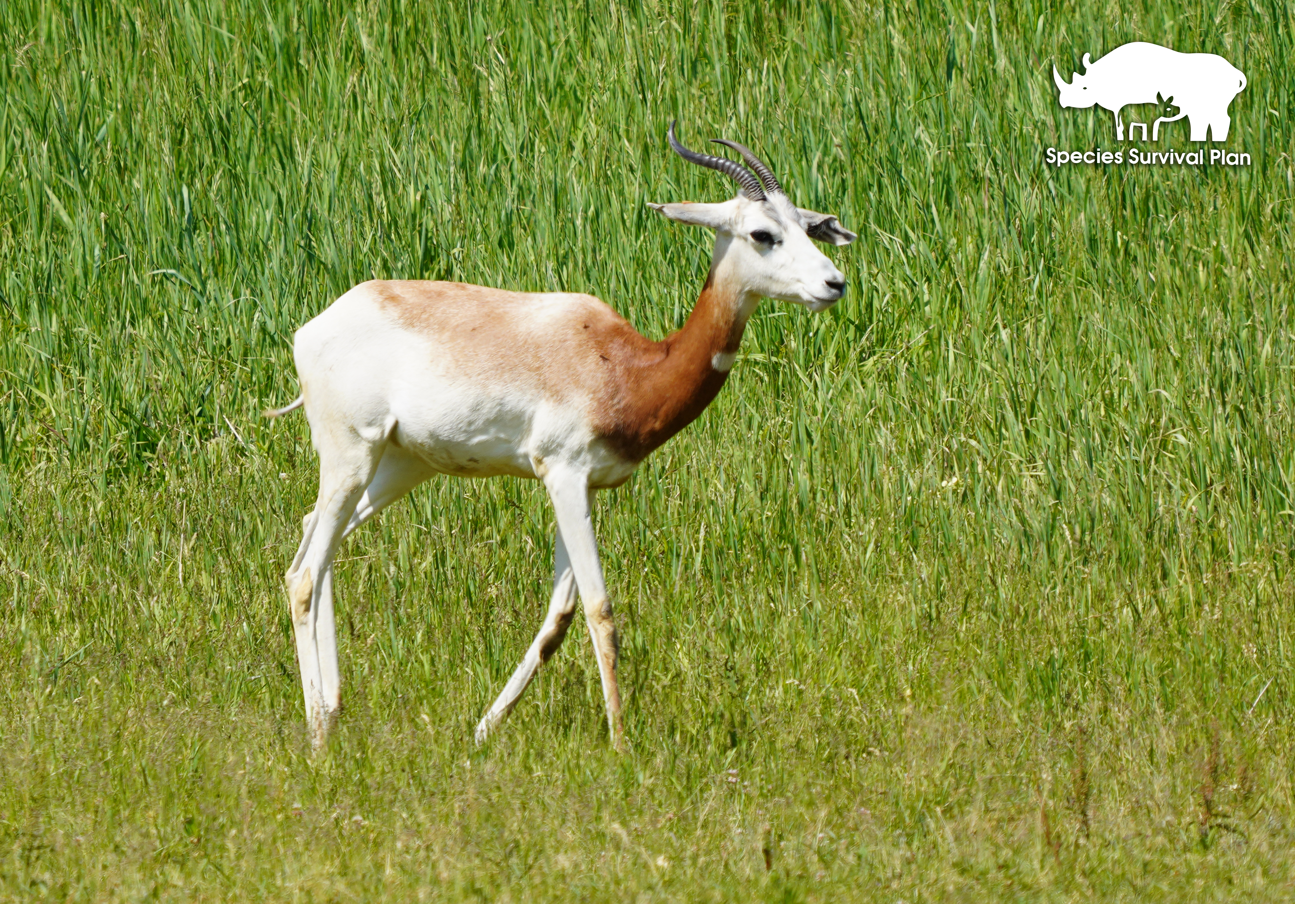 Addra Gazelle - Binder Park Zoo