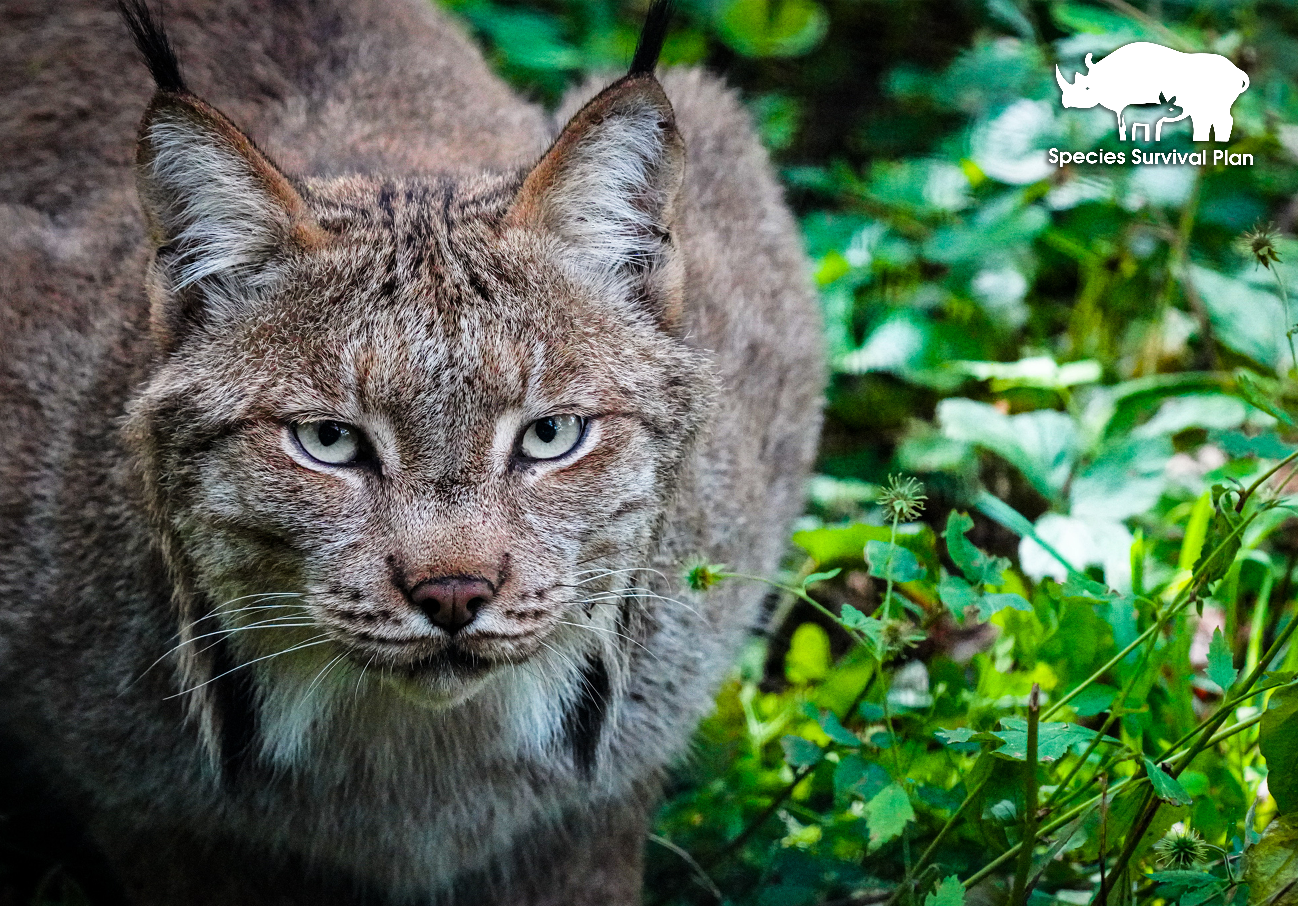 Canada Lynx - Binder Park Zoo