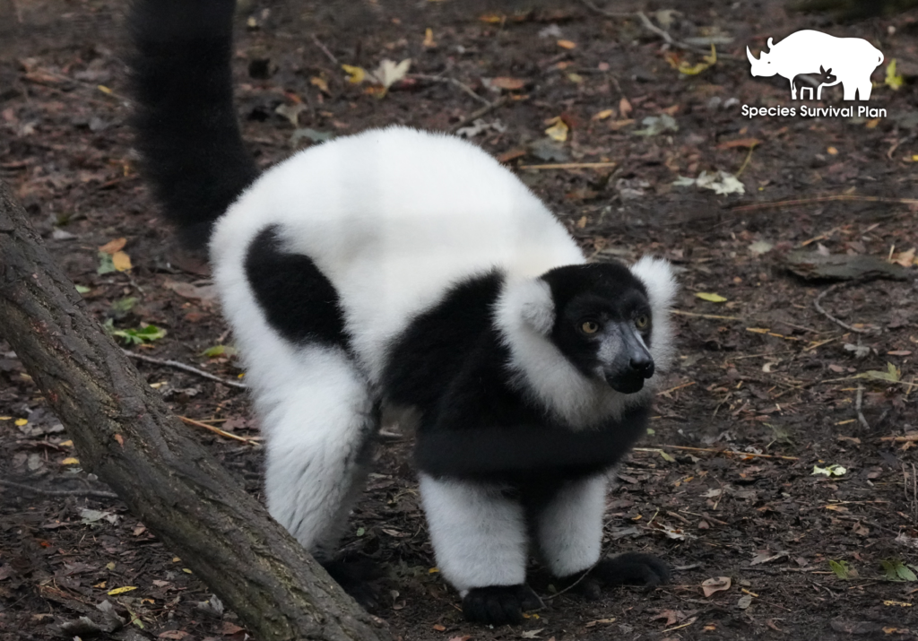 Black-and-white-lemur-SSP