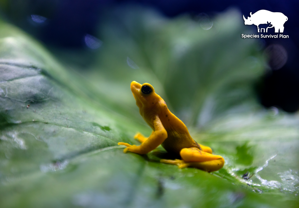 Panamanian-golden-frog-SSP