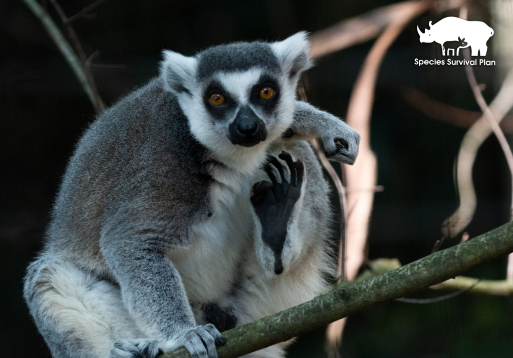 Ring-tailed-lemur-SSP
