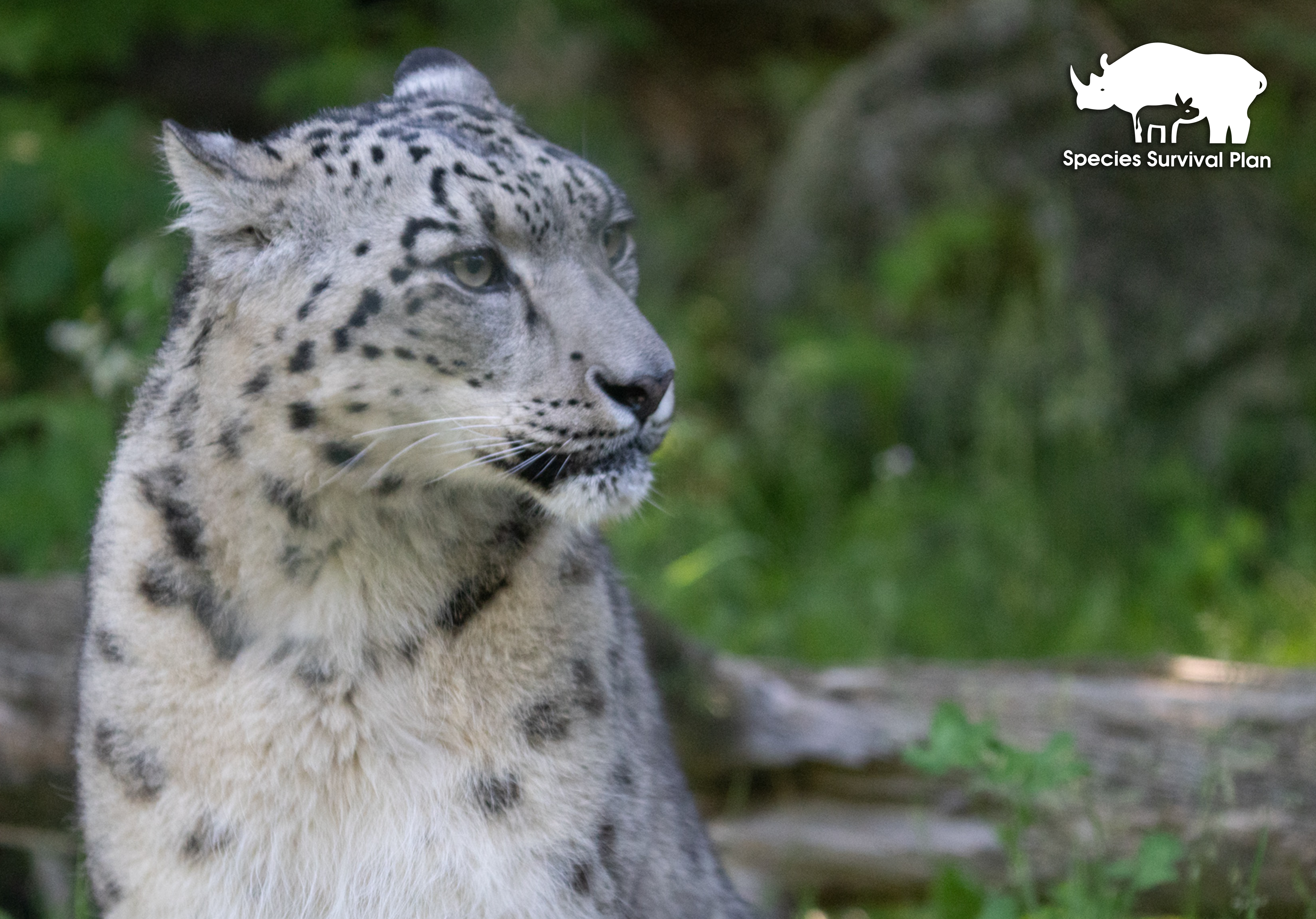 Snow Leopard - Binder Park Zoo