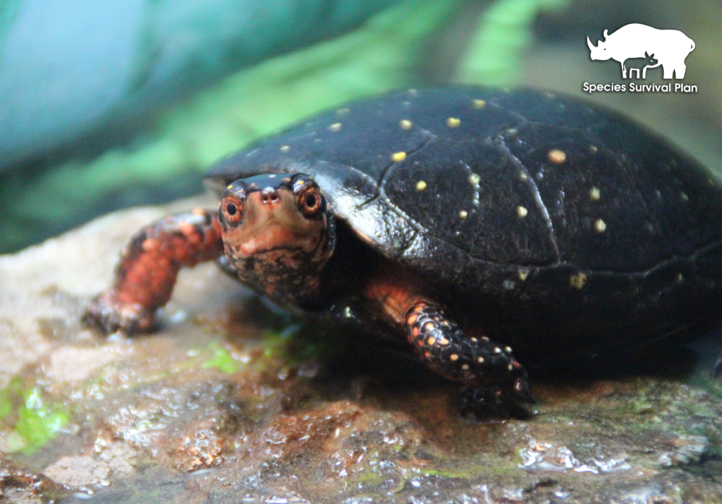 Spotted-turtle-SSP