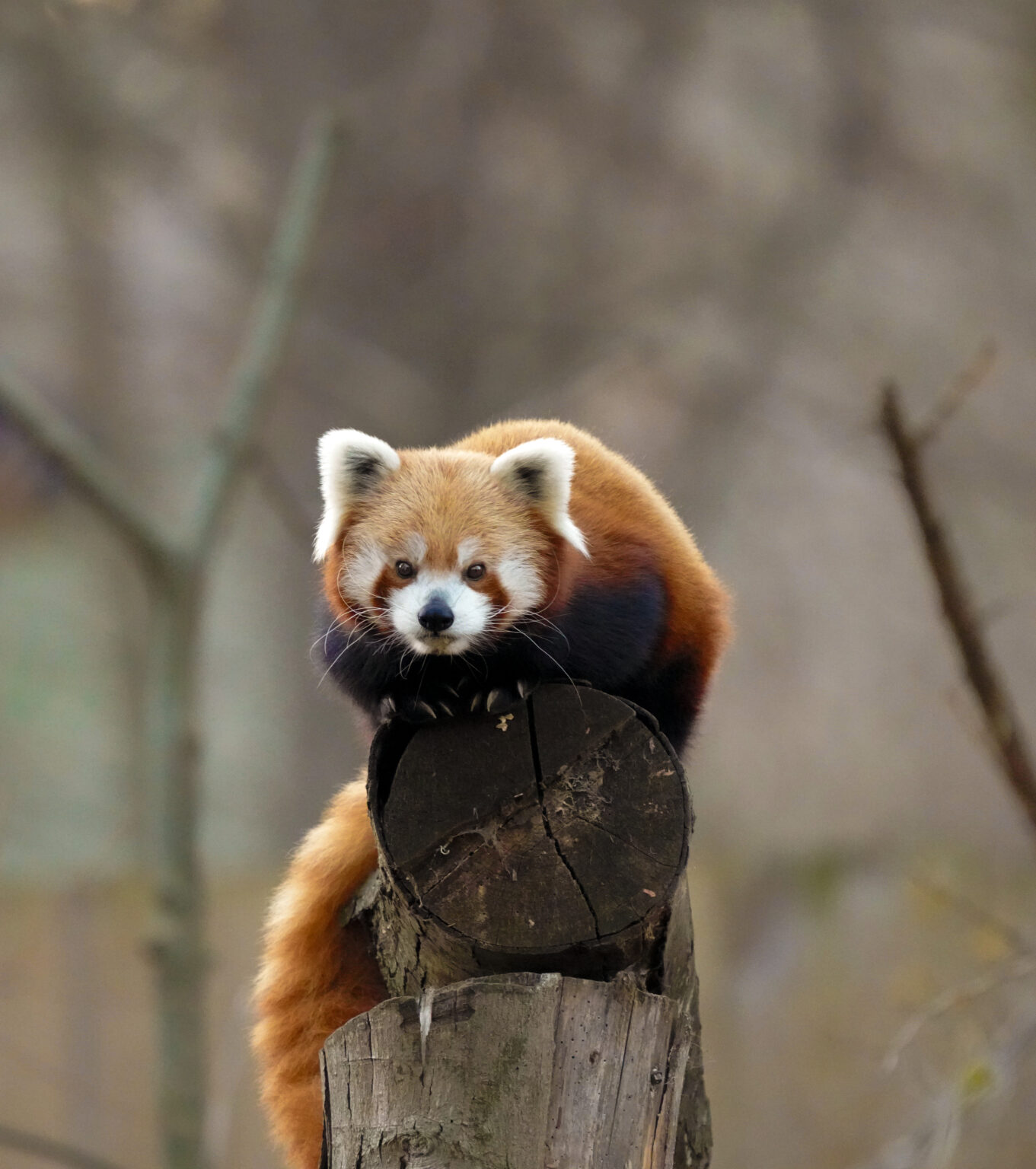 Animal A.D.O.P.T. Red Panda – Binder Park Zoo