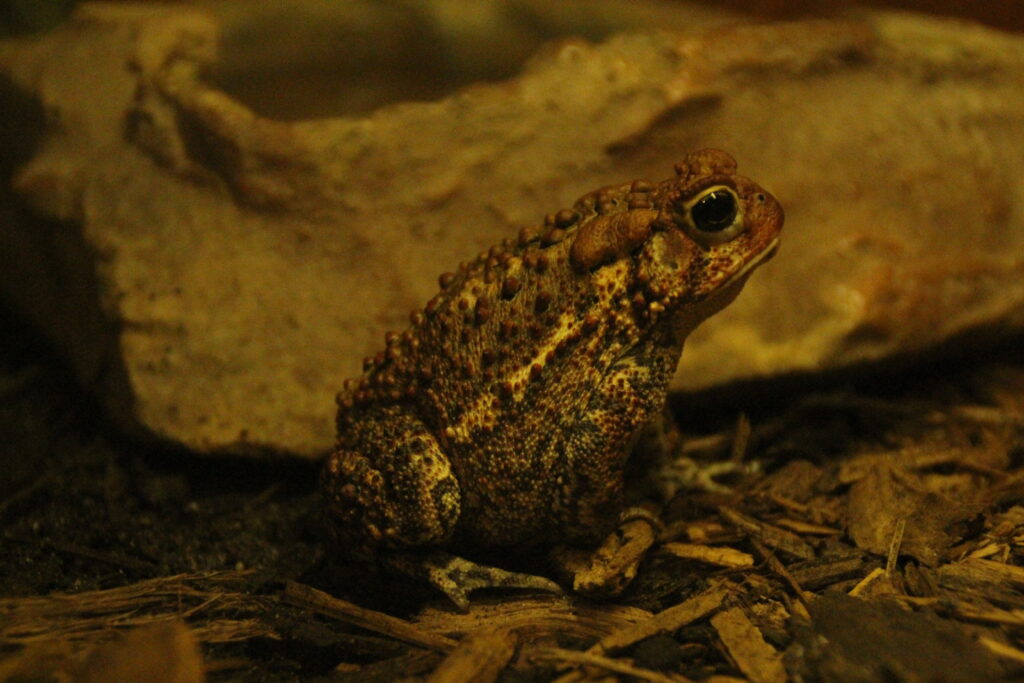 American-toad