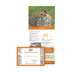 Cheetah fact sheet and adoption certificate