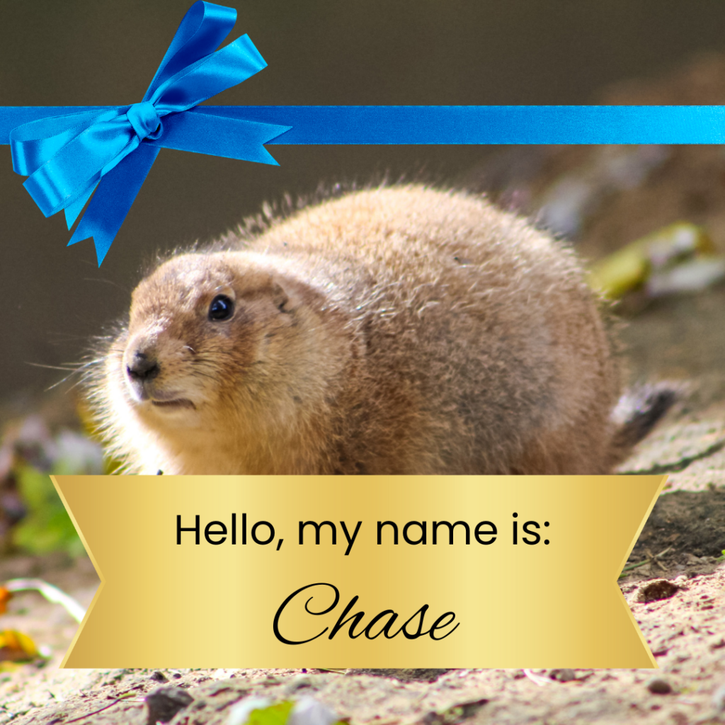 Hi, I'm Chase!