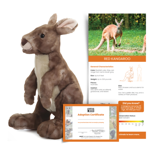 Animal ADOPT Red Kangaroo