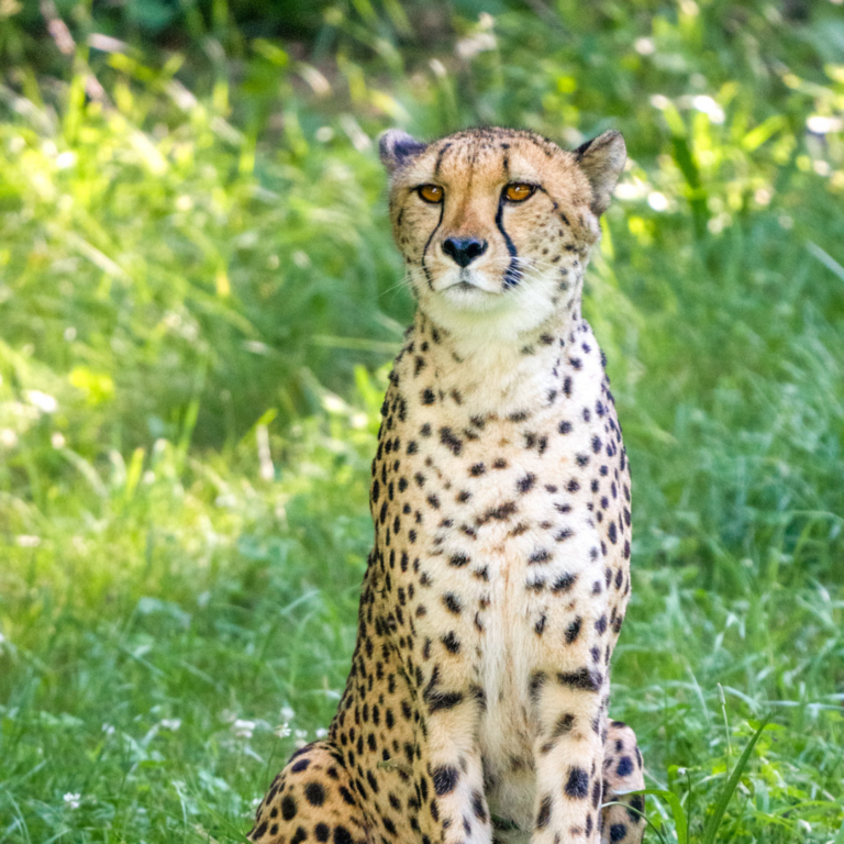 Memberships Binder Park Zoo