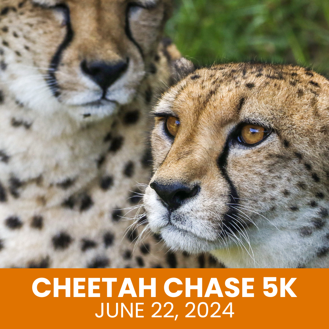 Cheetah Chase 5K