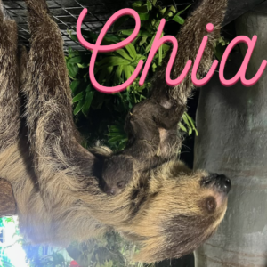 Baby Sloth Naming - Chia