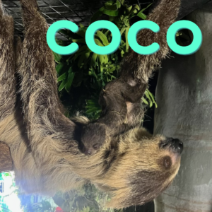 Baby Sloth Naming - Coco