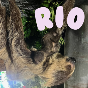 Baby Sloth Naming - Rio