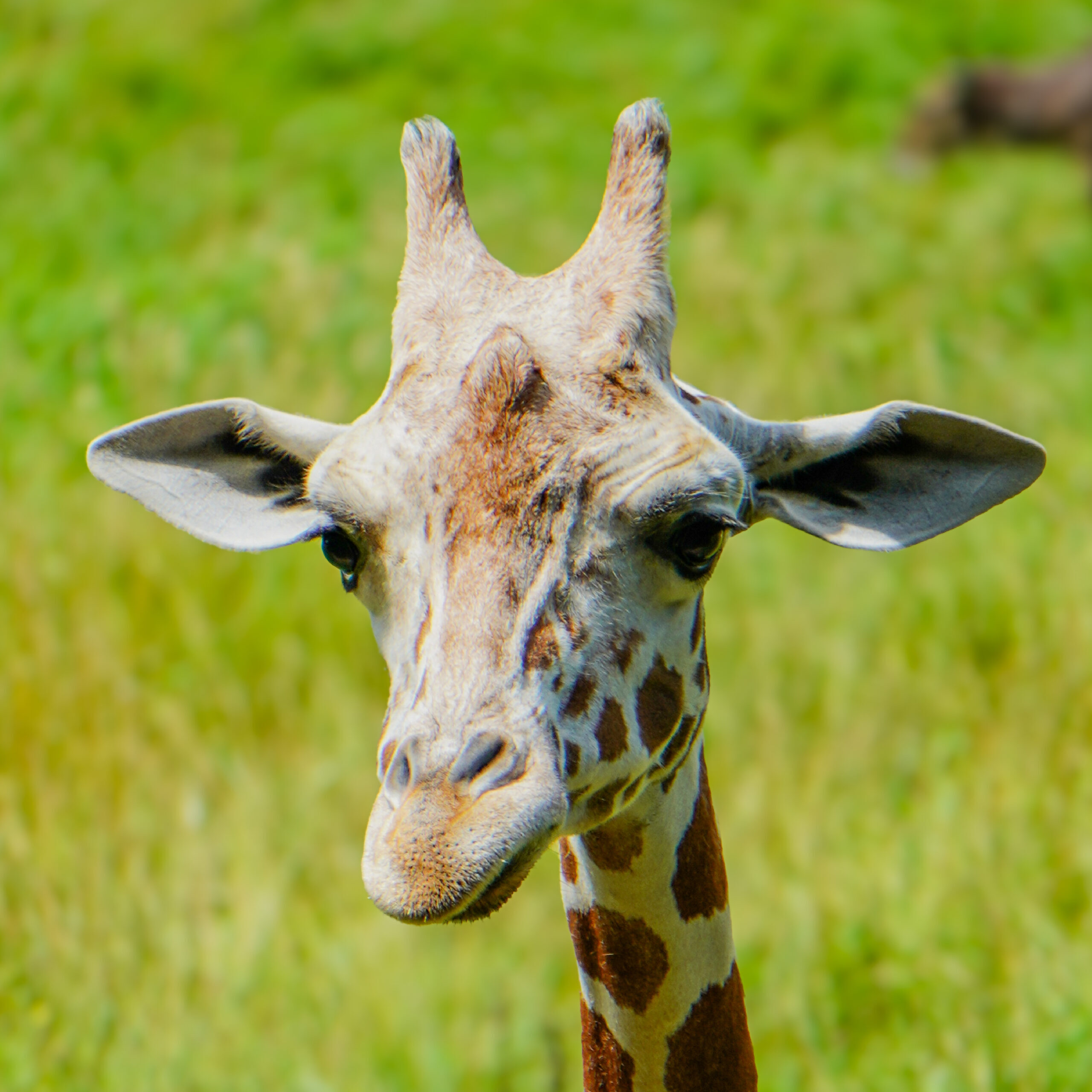 Giraffe_Baby_Circle-01