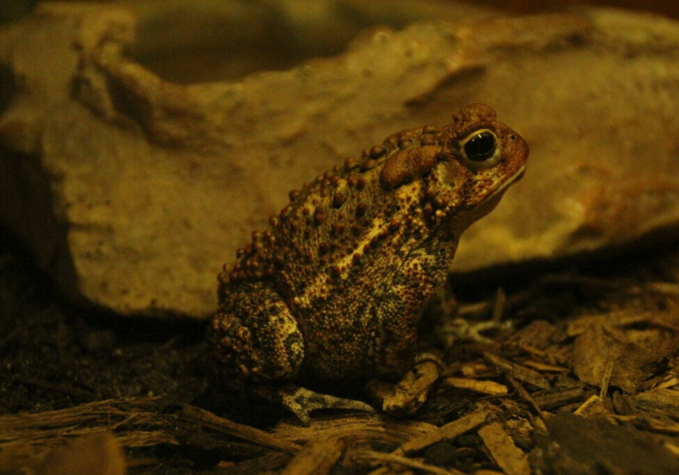 American-toad