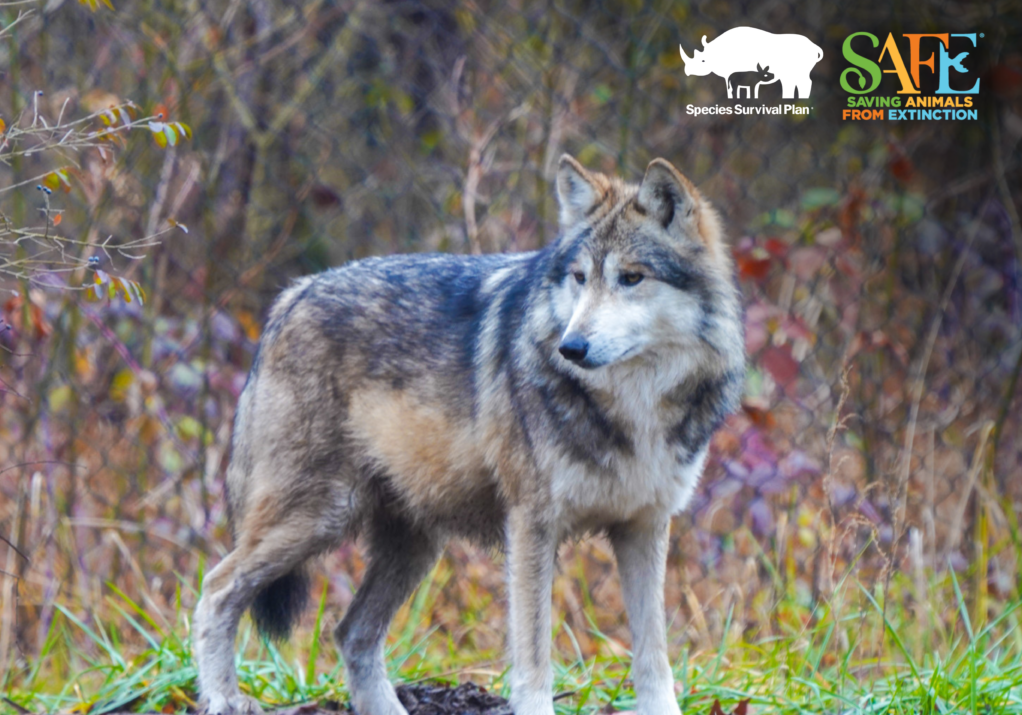 Mexican Gray Wolf SSP & SAFE