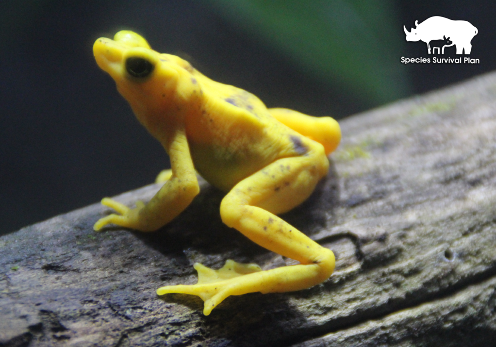Panamanian-frog-SSP