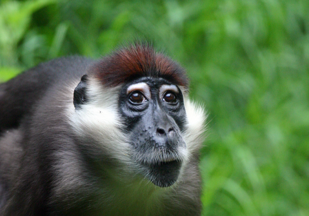 Red-Capped Mangabey