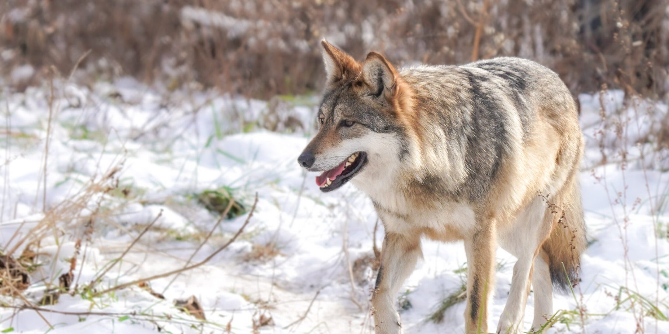 Week 7 - Animal Avengers -Wolf