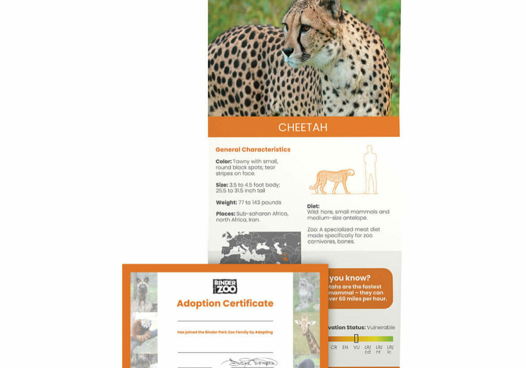 Cheetah fact sheet and adoption certificate