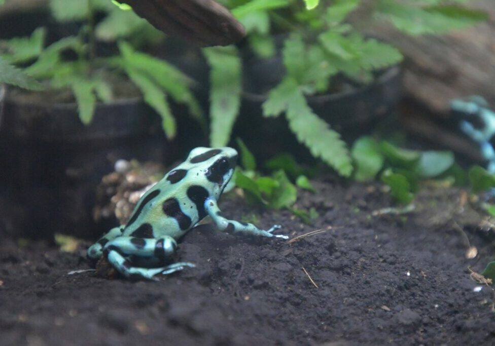 green-poison-frog
