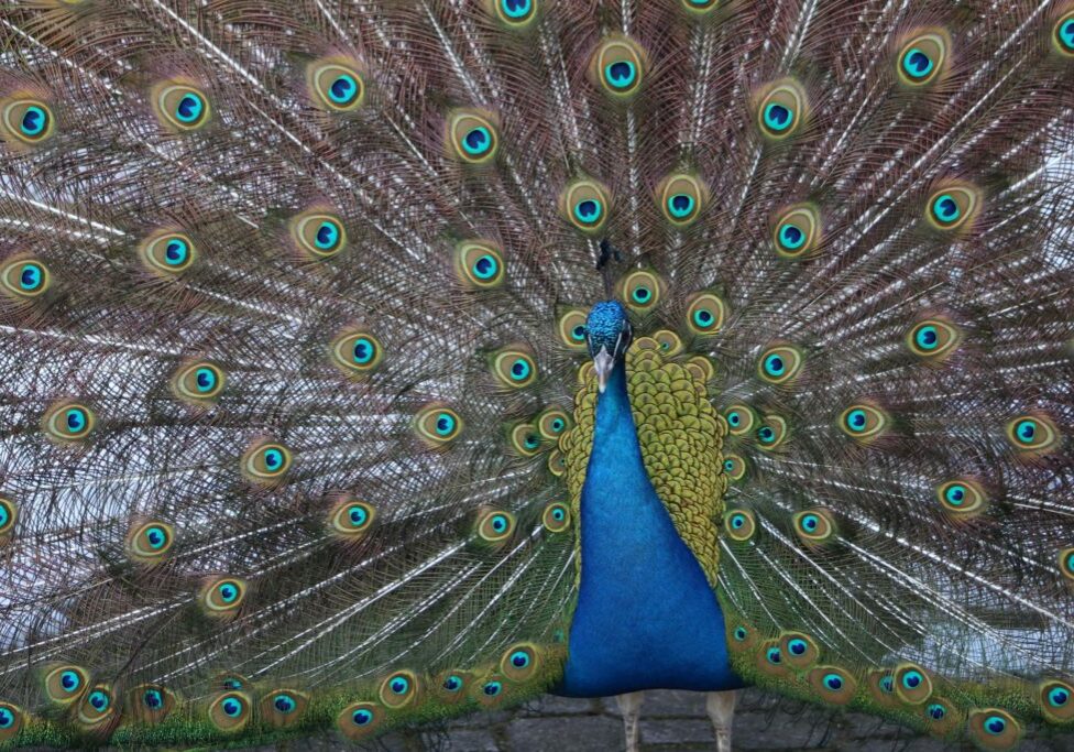 peacock 6