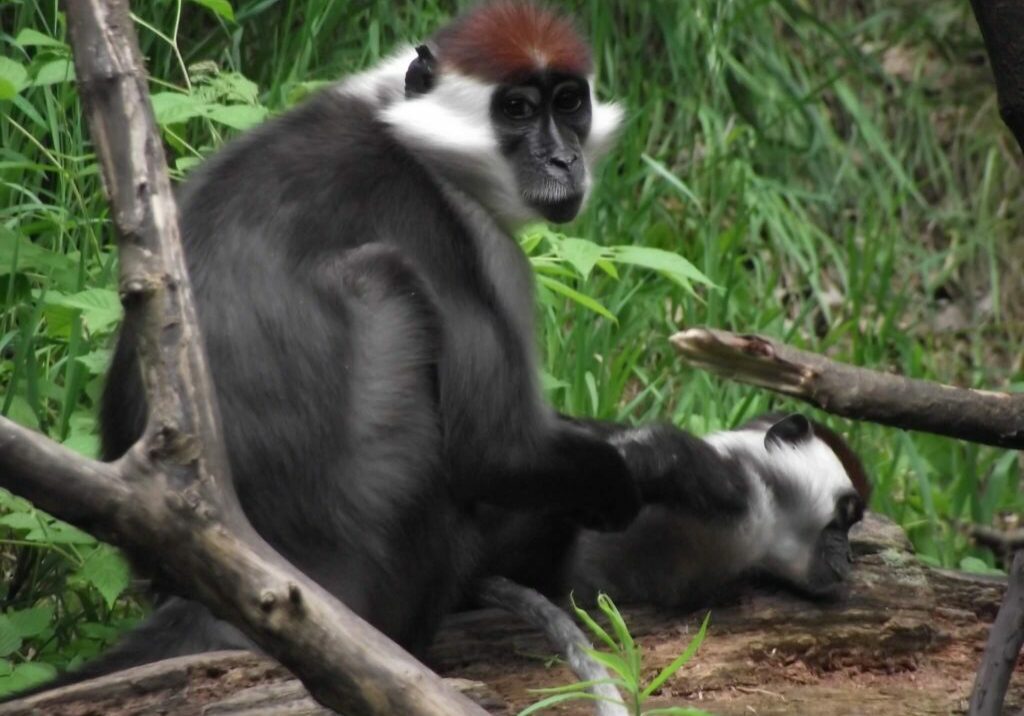 red capped mangabey 5
